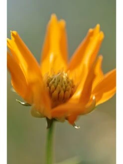 Sigma 105mm F/2.8 EX Macro DG HSM Optical Stabilised Lens Nikon D Fit -NARA Computer Shop LUYYD SQ4 0000000088 NO COLOR SLd2